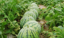 海宁吃瓜爆料公司有哪些,盘点热门八卦幕后推手